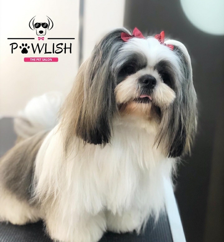 PAWLISH by Marcia - The Pet Salon