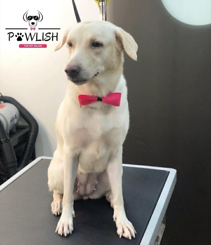 PAWLISH by Marcia - The Pet Salon