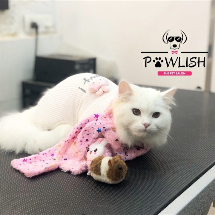 PAWLISH by Marcia - The Pet Salon