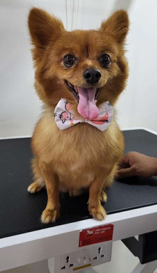 Posh Paws - Pet Grooming Spa & Salon