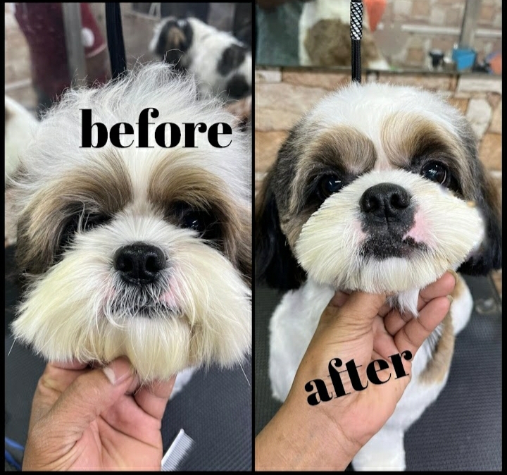 Pet Pamperer Pet Grooming Salon & School