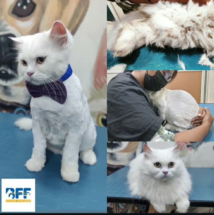 BFF Pet Spa, Store & Boarding