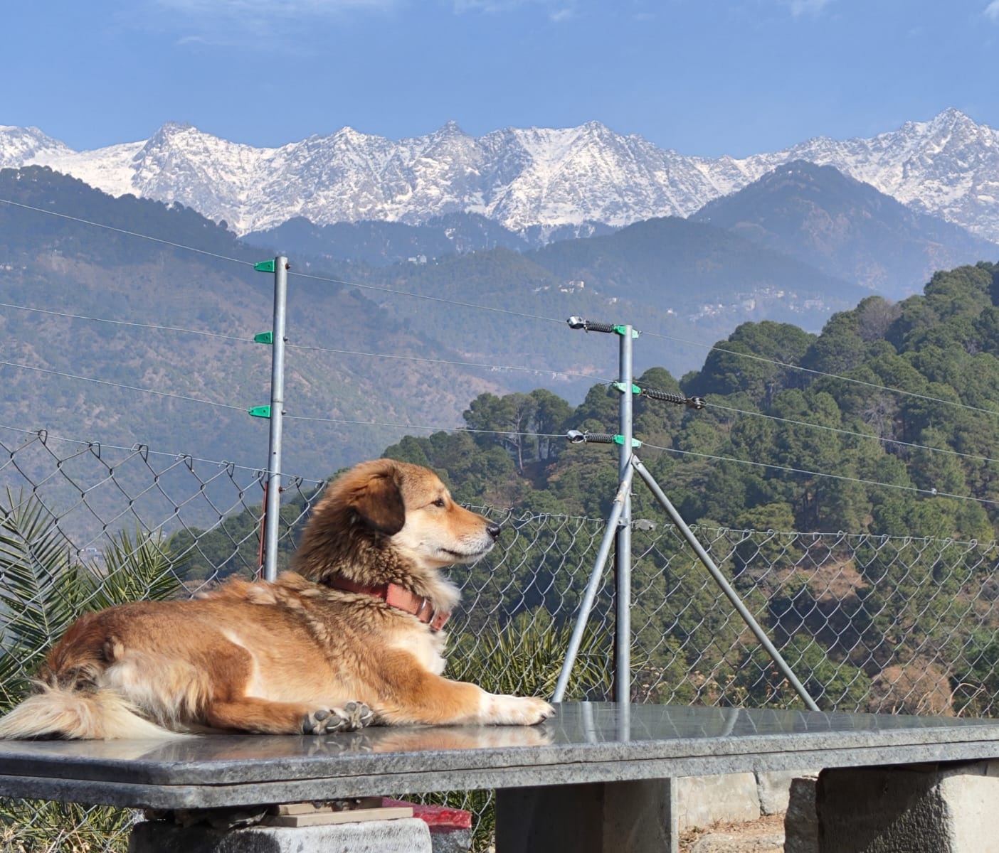 Dhauladhar View Village Resort Dharamshala
