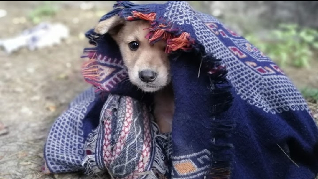 Manali Strays