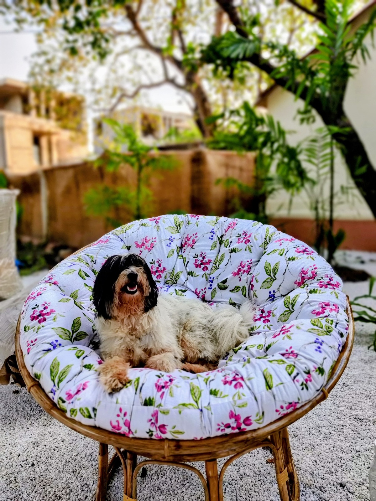 Circle Goa