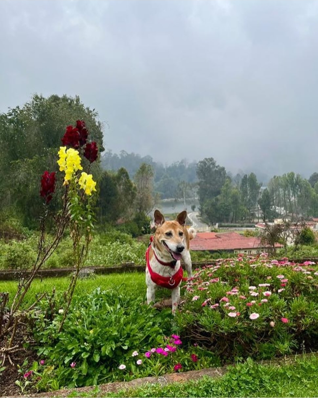 Mountain Retreat Kodai