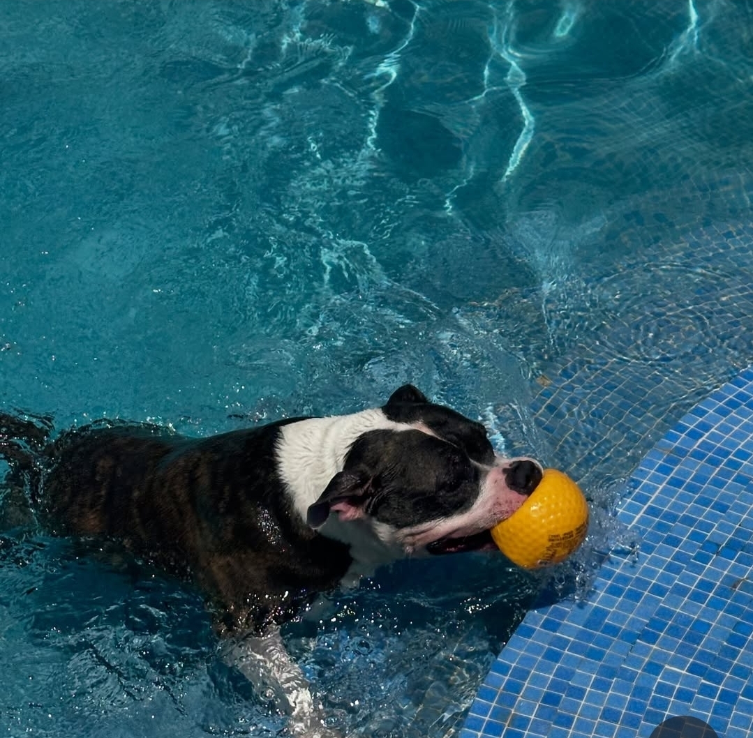 Therpup Cafe Resort