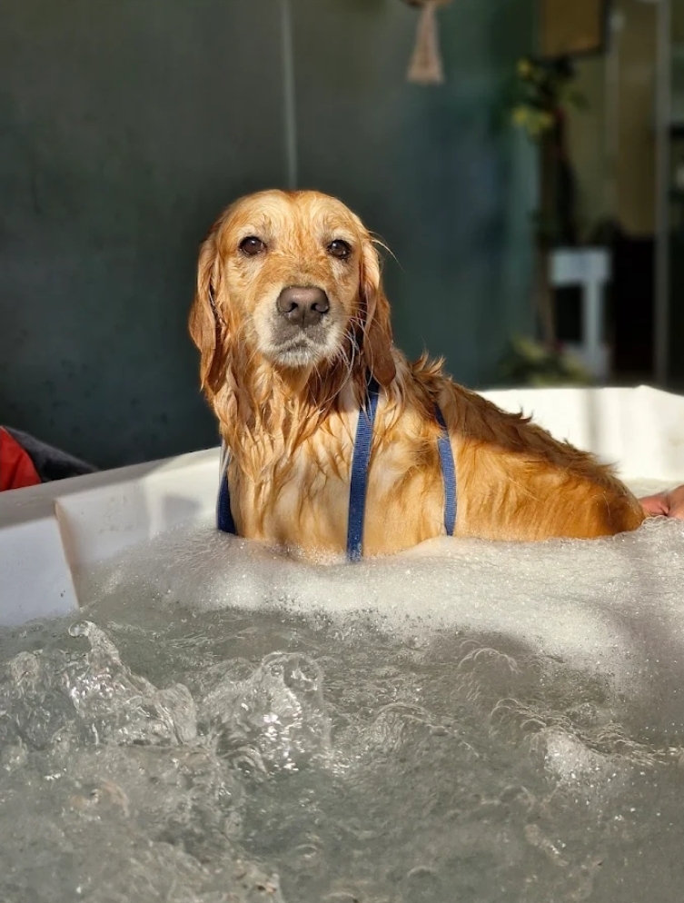Therpup Pet Salon & Spa, Whitefield
