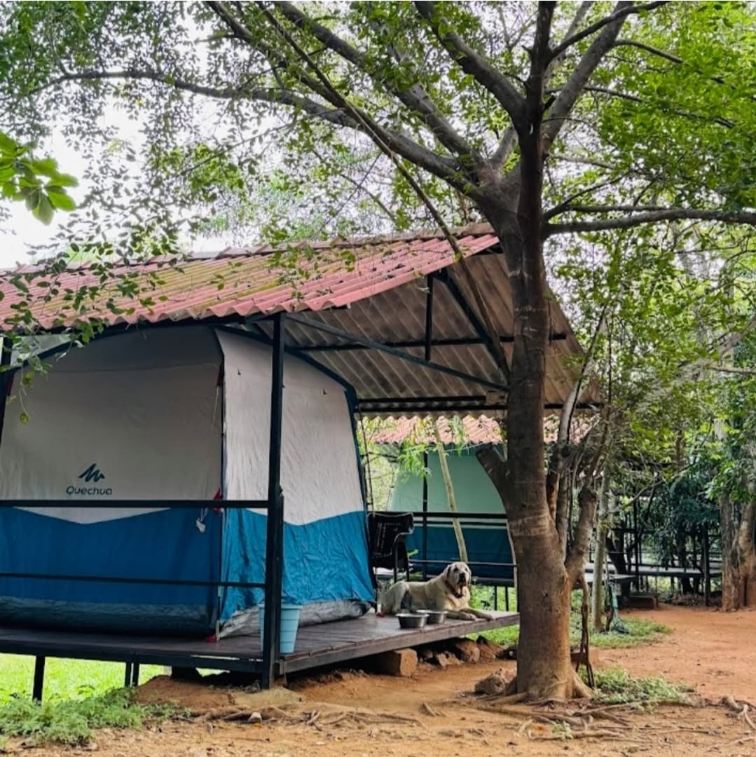 Backyard Camp