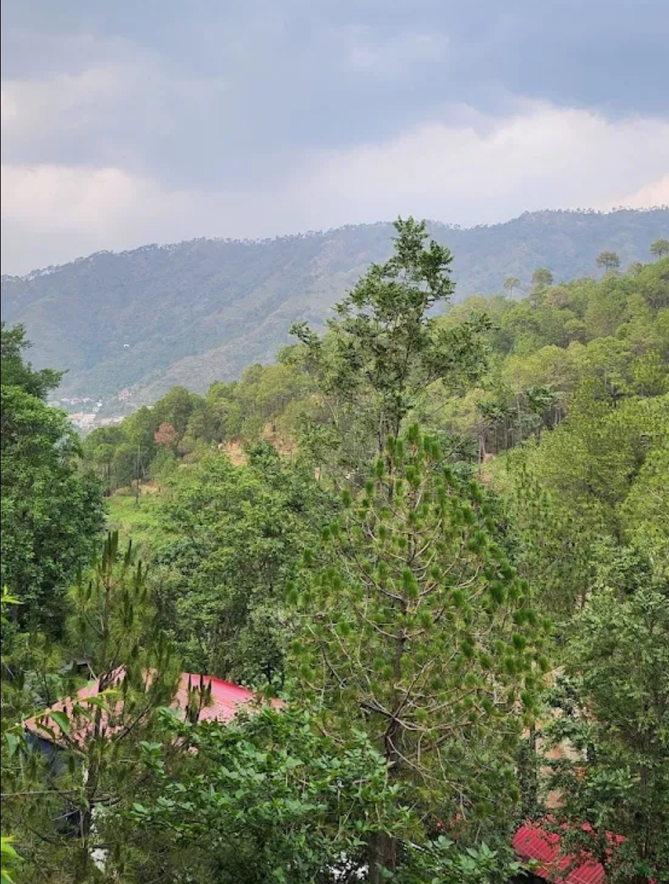 Pine Trails Jungle Camp, Kasauli 