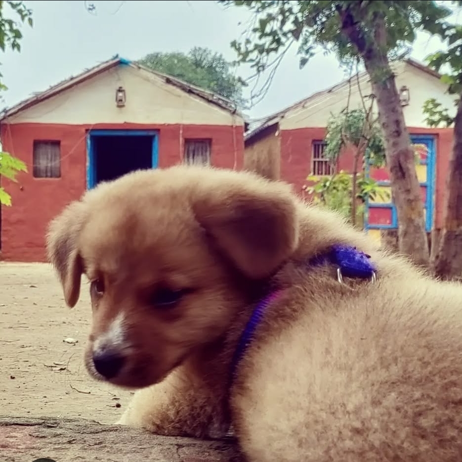 Village Homestay, Agra