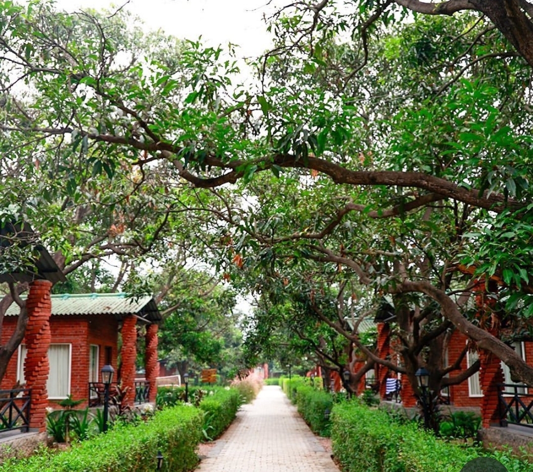 Mango Tree Resorts