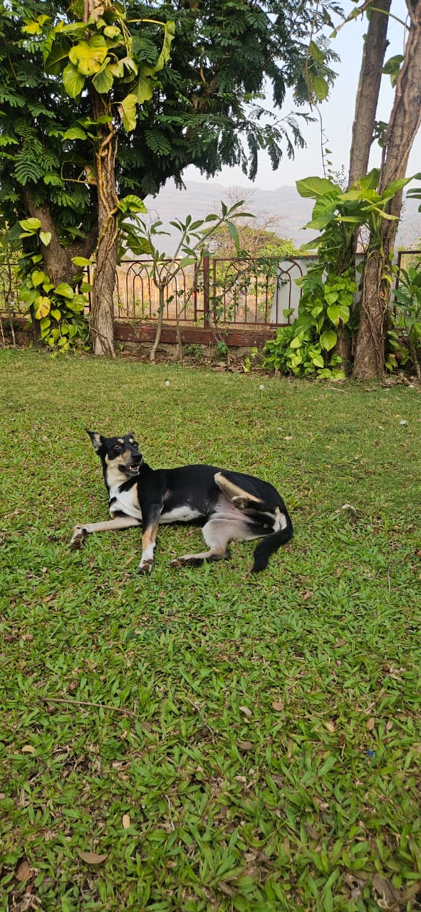 Melt Karjat