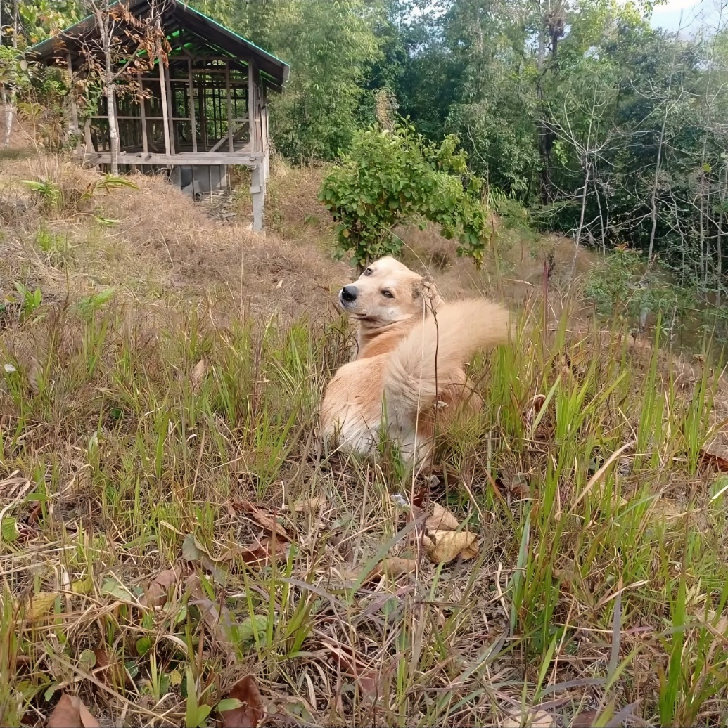 Kalimpong Village Retreat